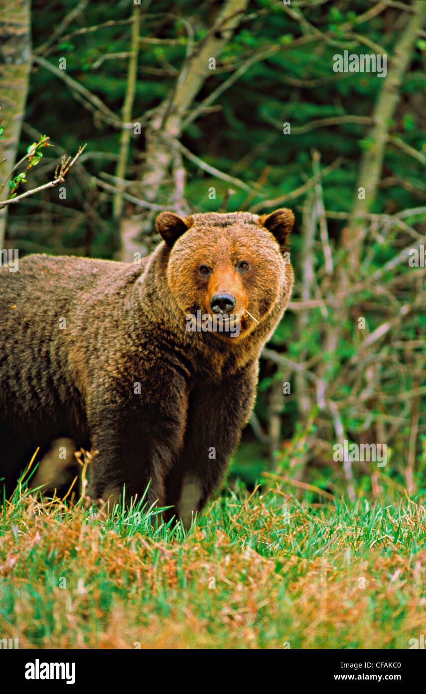 Rocky Mountain Grizzly Bear (Ursus arctos horribilis Stock Photo Alamy