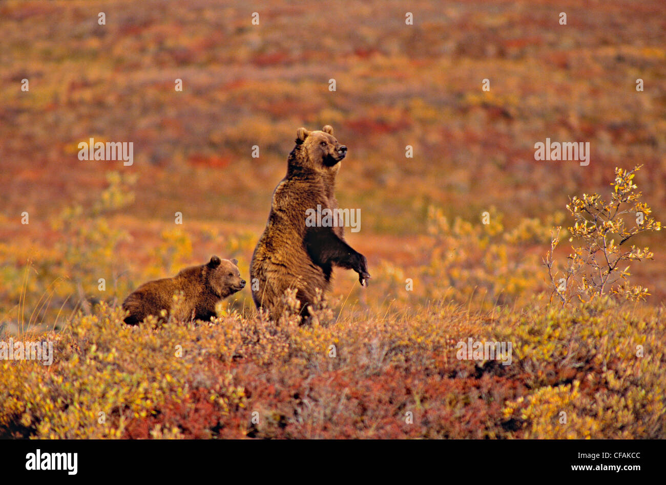 Barrenground Grizzly Bear sow with her cub(Ursus arctos horribilis