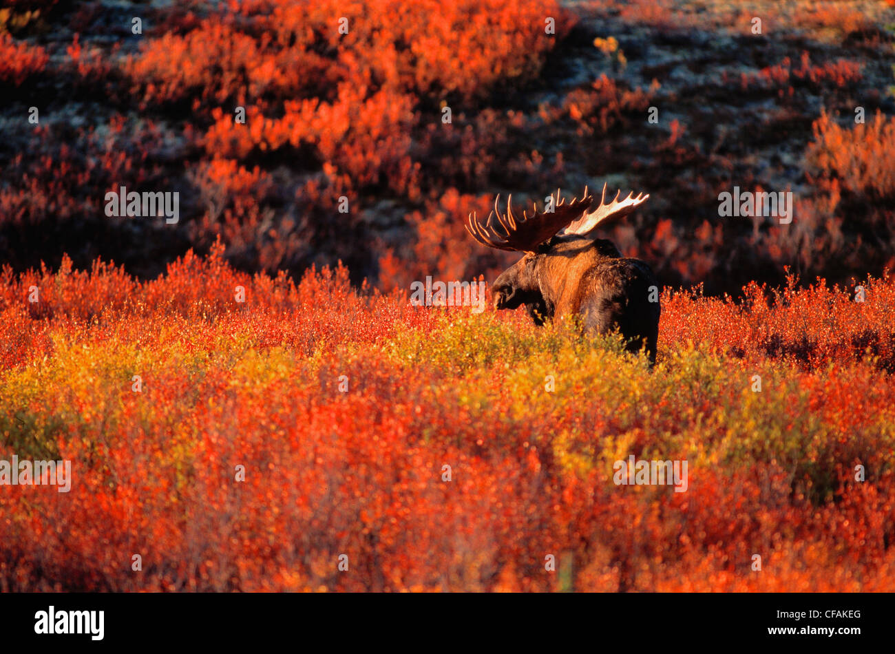 Moose bull (Alces alces) in the Autumn foliage, Northwest Territories, Canada. Stock Photo