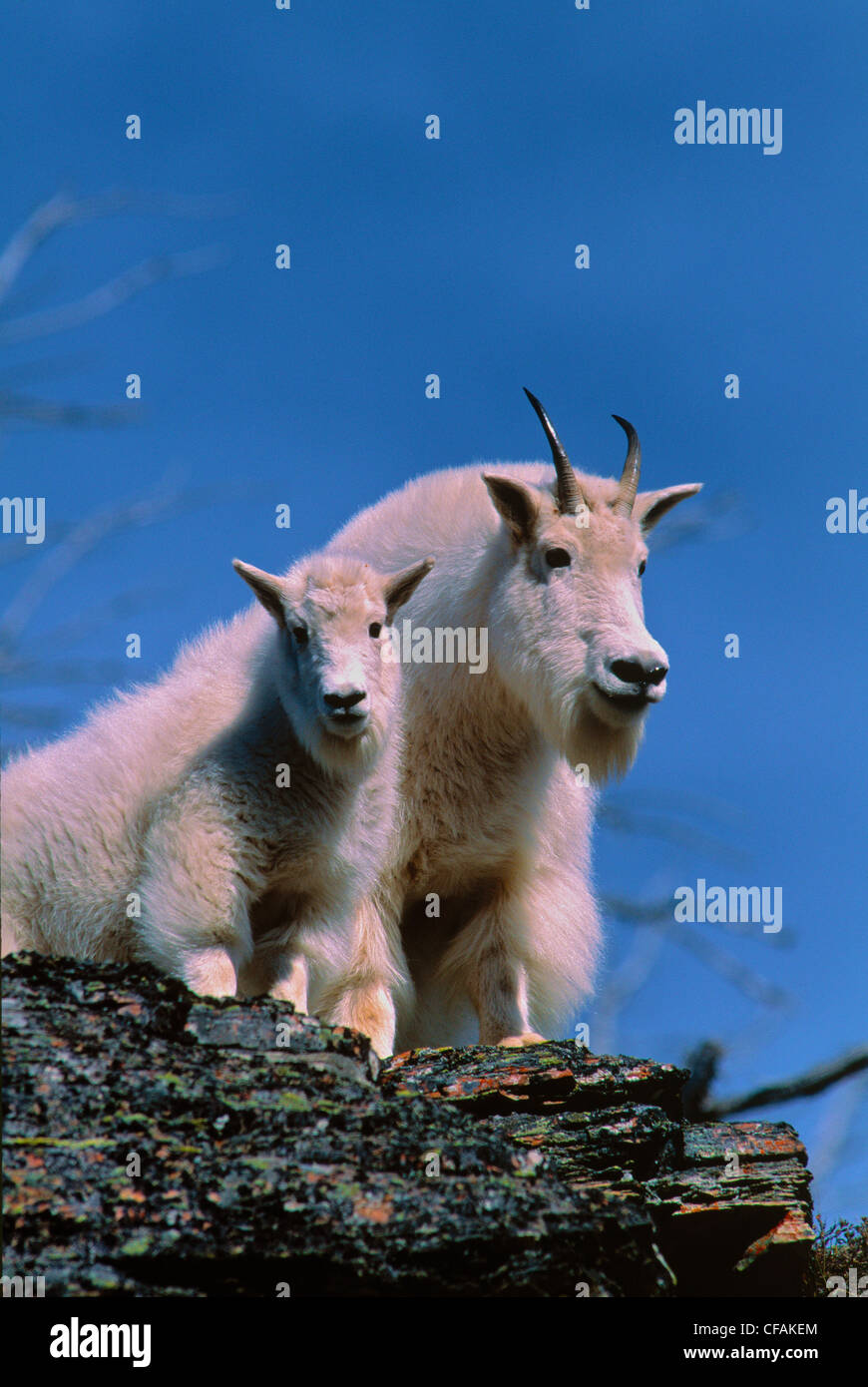 Mountain Goat nanny and kid (Oreamnos americanus Stock Photo - Alamy