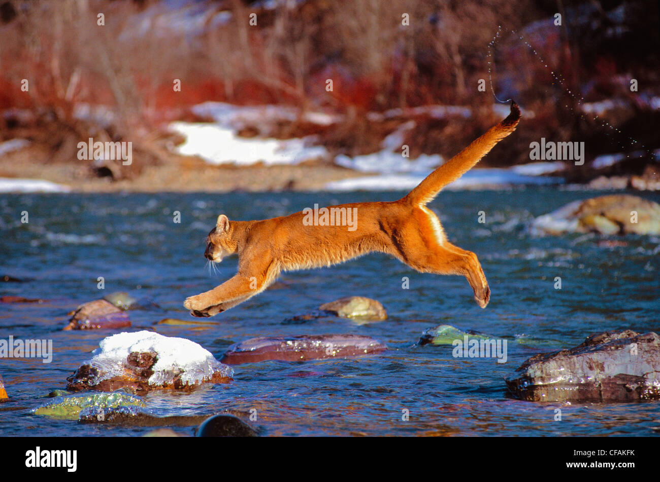 Mountain lion jumping hi-res stock photography and images - Alamy