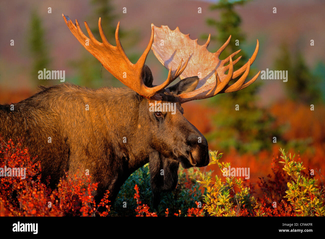 Close up of a Moose bull (Alces alces) in the Autumn foliage, Northwest Territories, Canada. Stock Photo