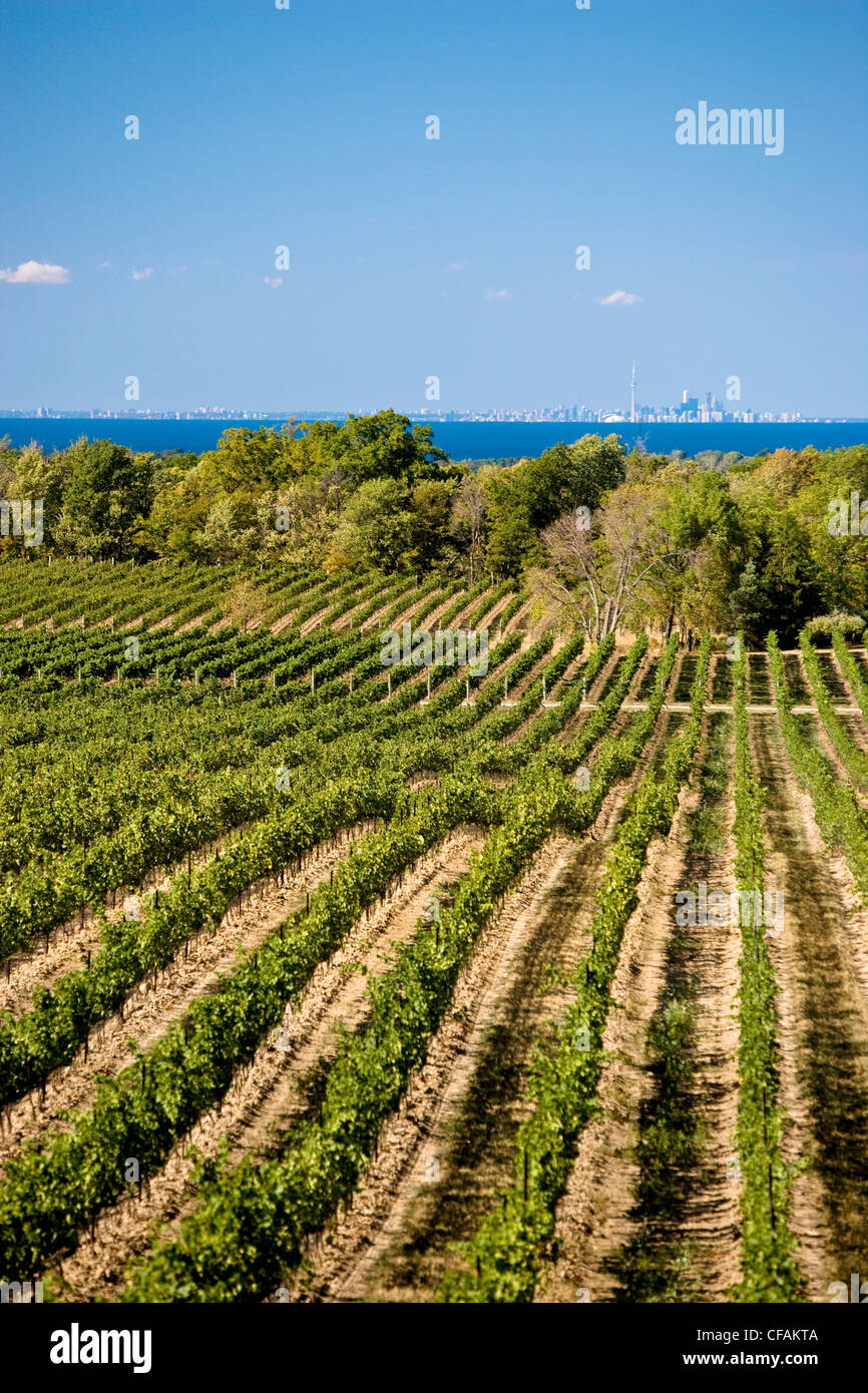 Vineyards at Flat Rock Cellars Winery, near Jordan, Ontario, Canada