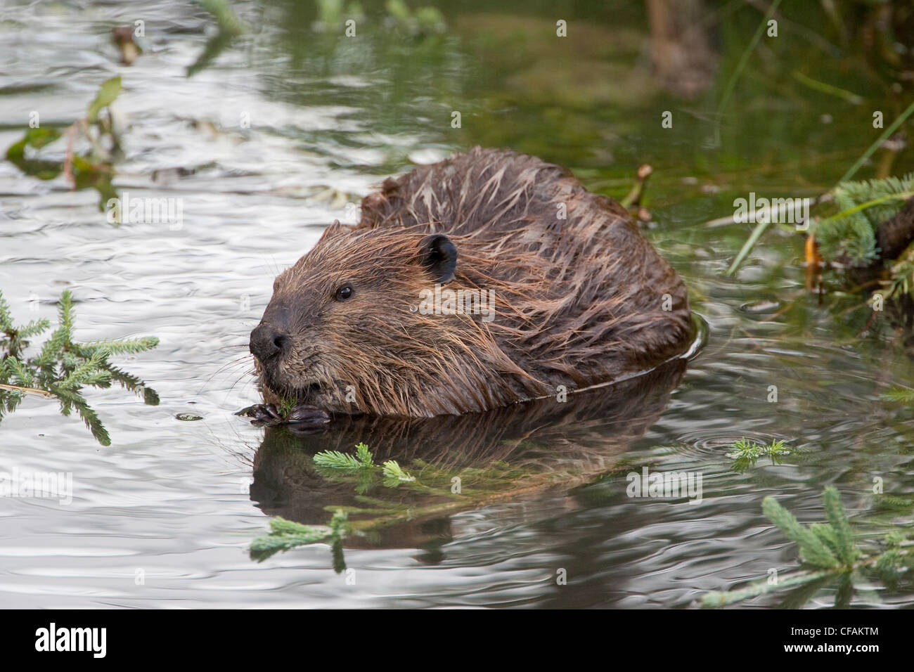 Beavers of british columbia hi-res stock photography and images - Alamy