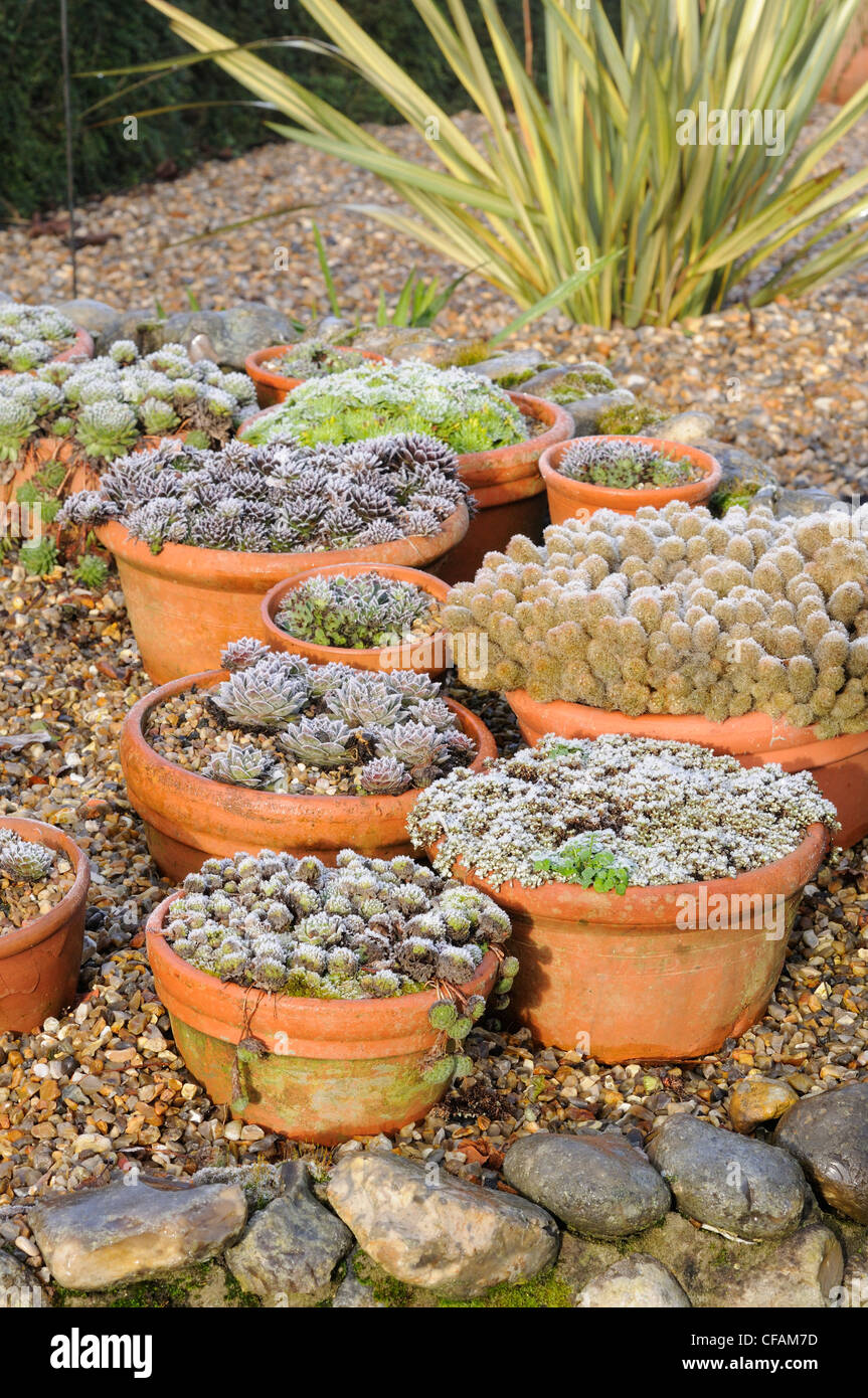 Sempervivums in pots with covering of frost, January Stock Photo