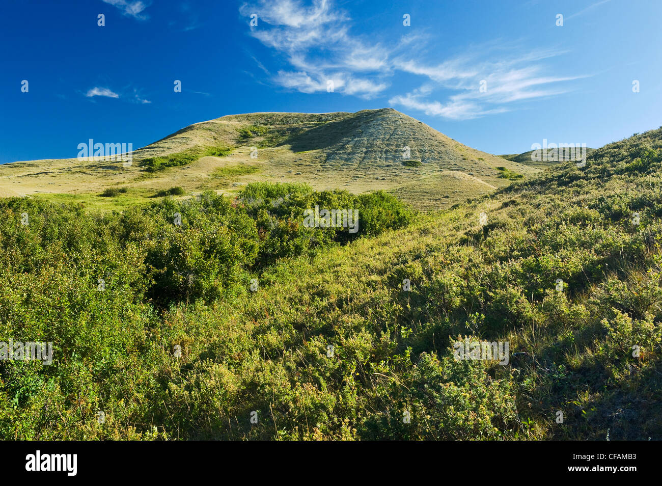 Cypress Hills Saskatchewan, Canada Stock Photo Alamy