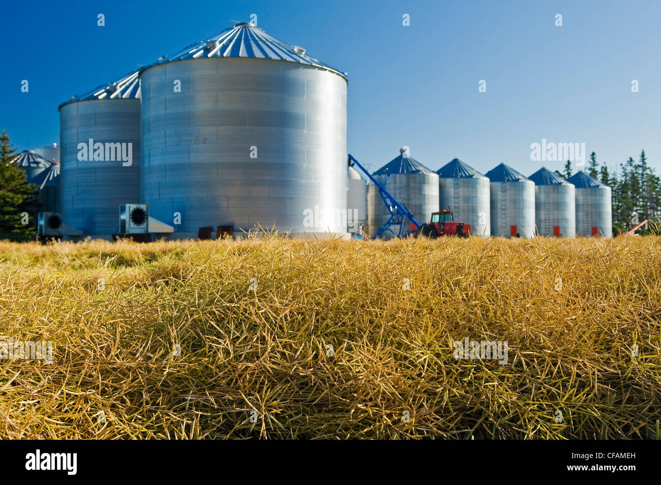 close-up of canolsa pods in a swath with farmyard containing grain storage bins in the background, near Dugald, Manitoba, Canada Stock Photo