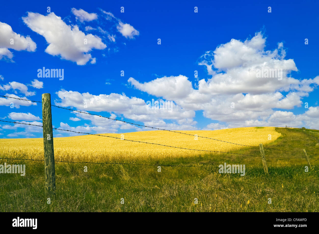 fence with a harvest ready durum wheat field in the background, near Glidden, Saskatchewan, Canada Stock Photo
