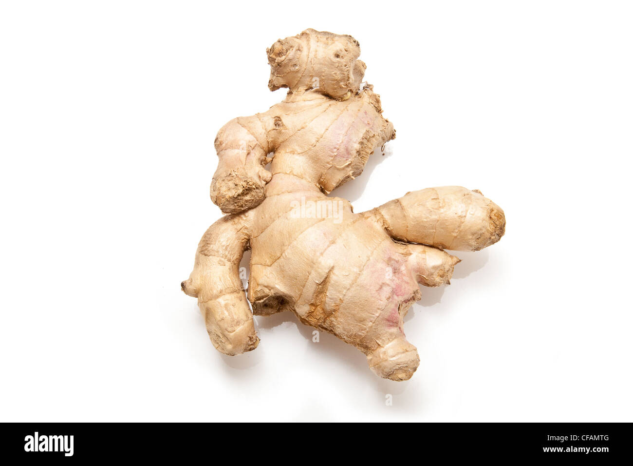 Root Ginger (Zingiber officinale) isolated on a white studio background