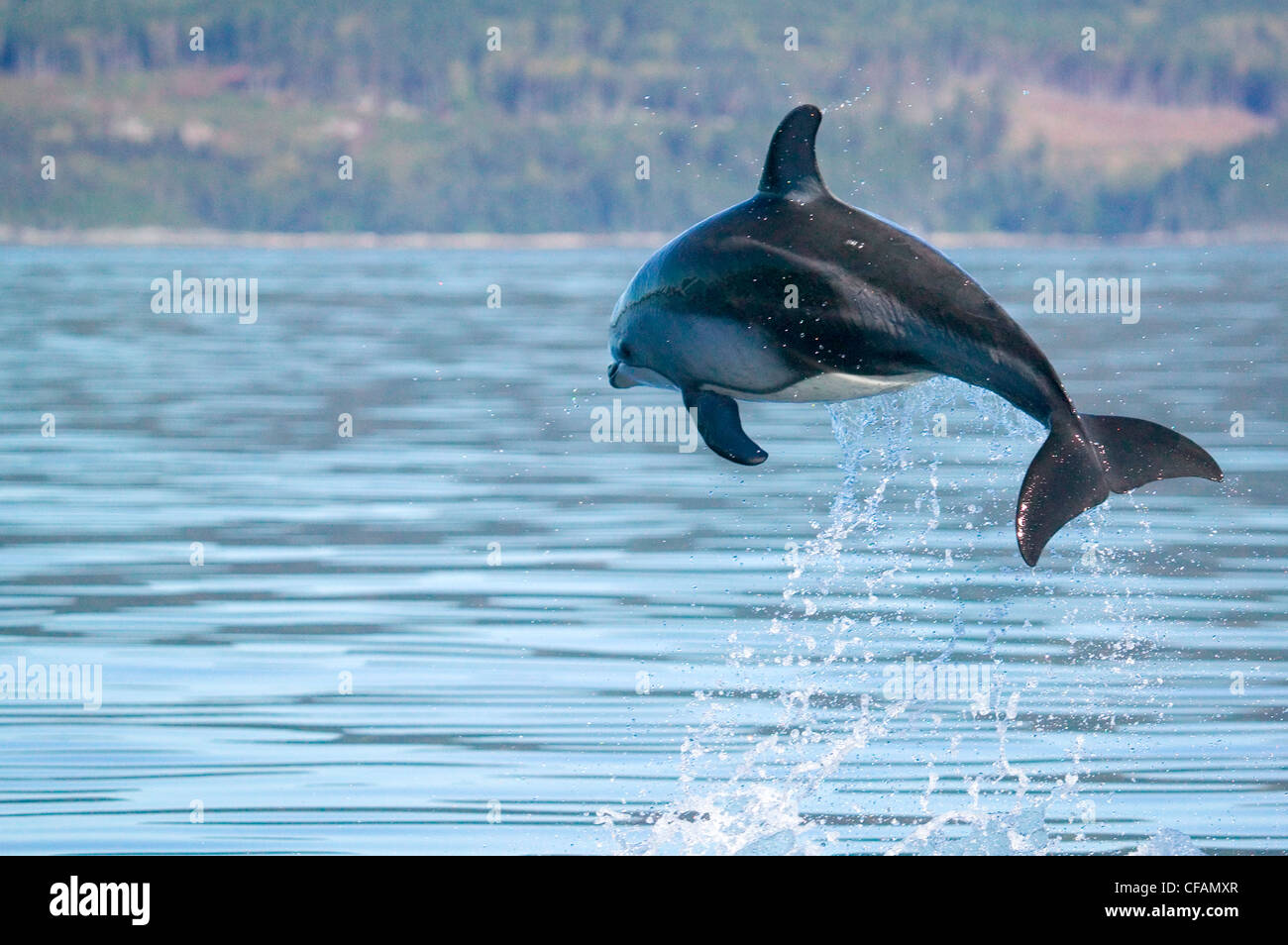 Pacific white-sided dolphin leaping in mid-air, Port McNeill, British Columbia, Canada Stock Photo
