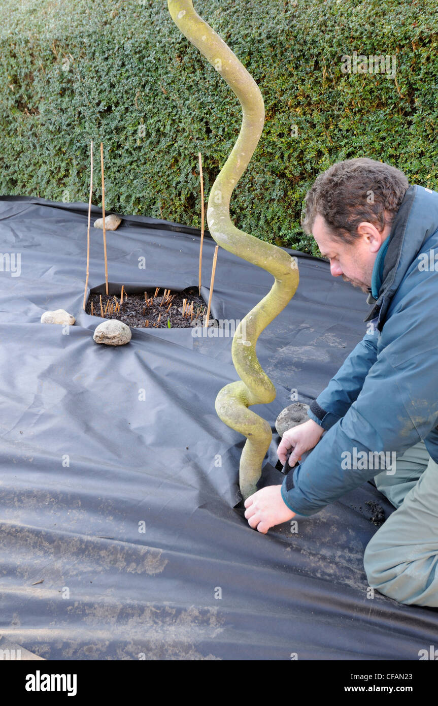 Gardener Placing weed proof membrane around Corkscrew Bay tree prior to covering with shingle, UK, December Stock Photo