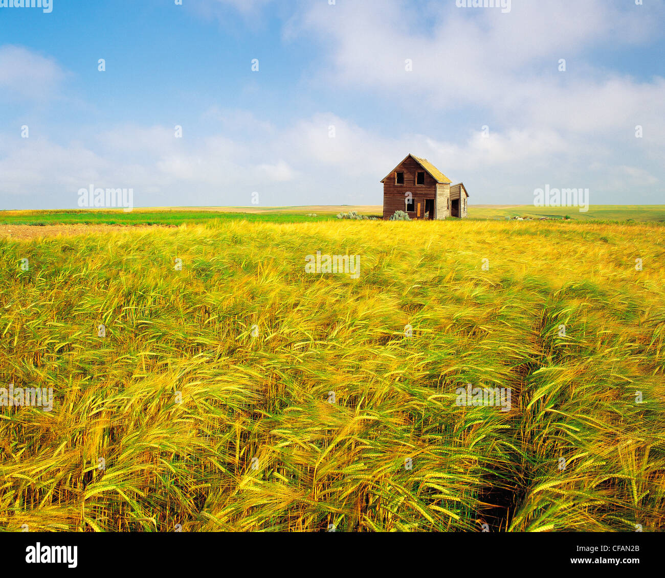 Abandoned farmhouse in barley field near Cadillac, Saskatchewan, Canada Stock Photo
