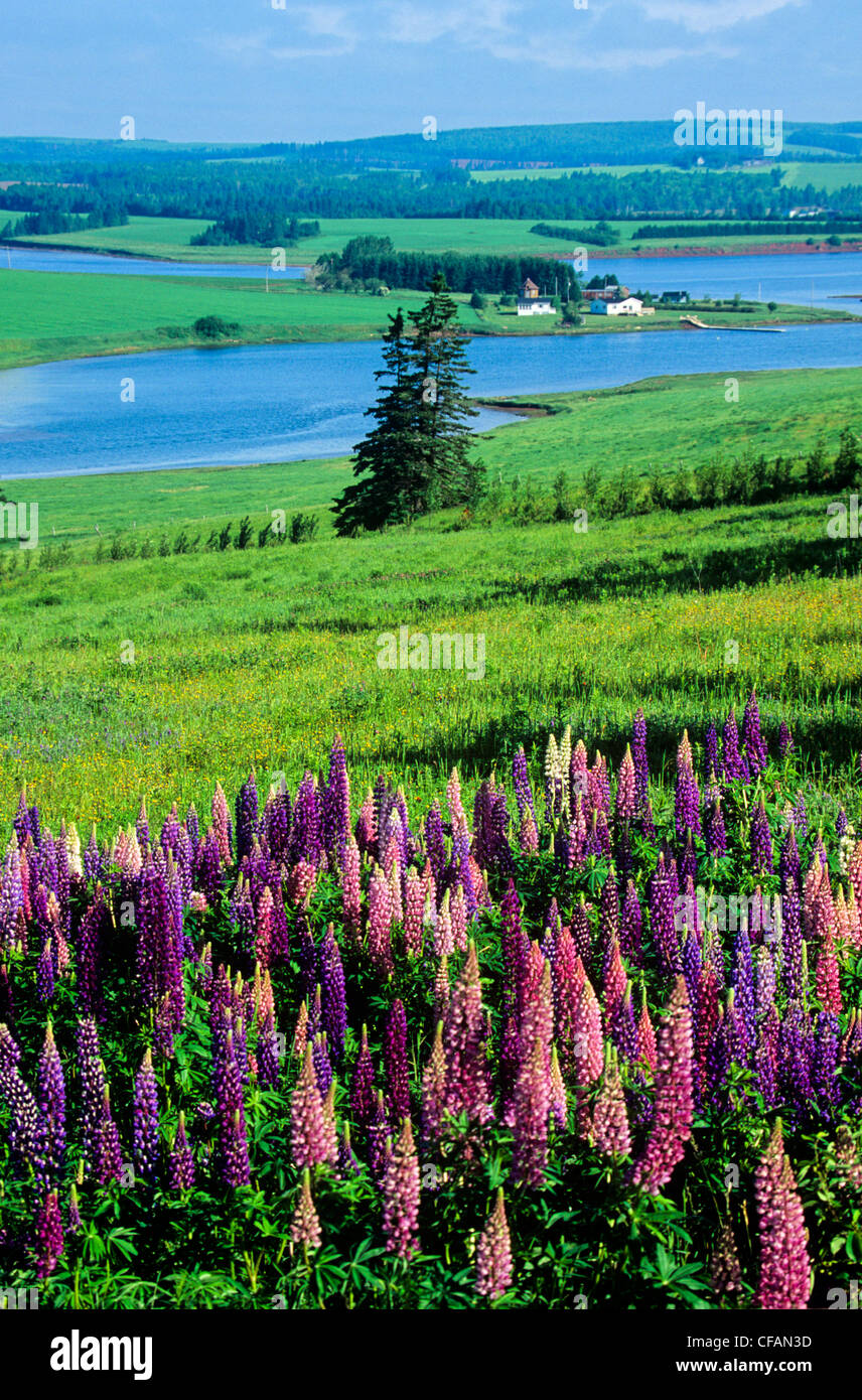 Field of lupins or lupines (Lupinus perennis), Clinton, Prince Edward Island, Canada. Stock Photo