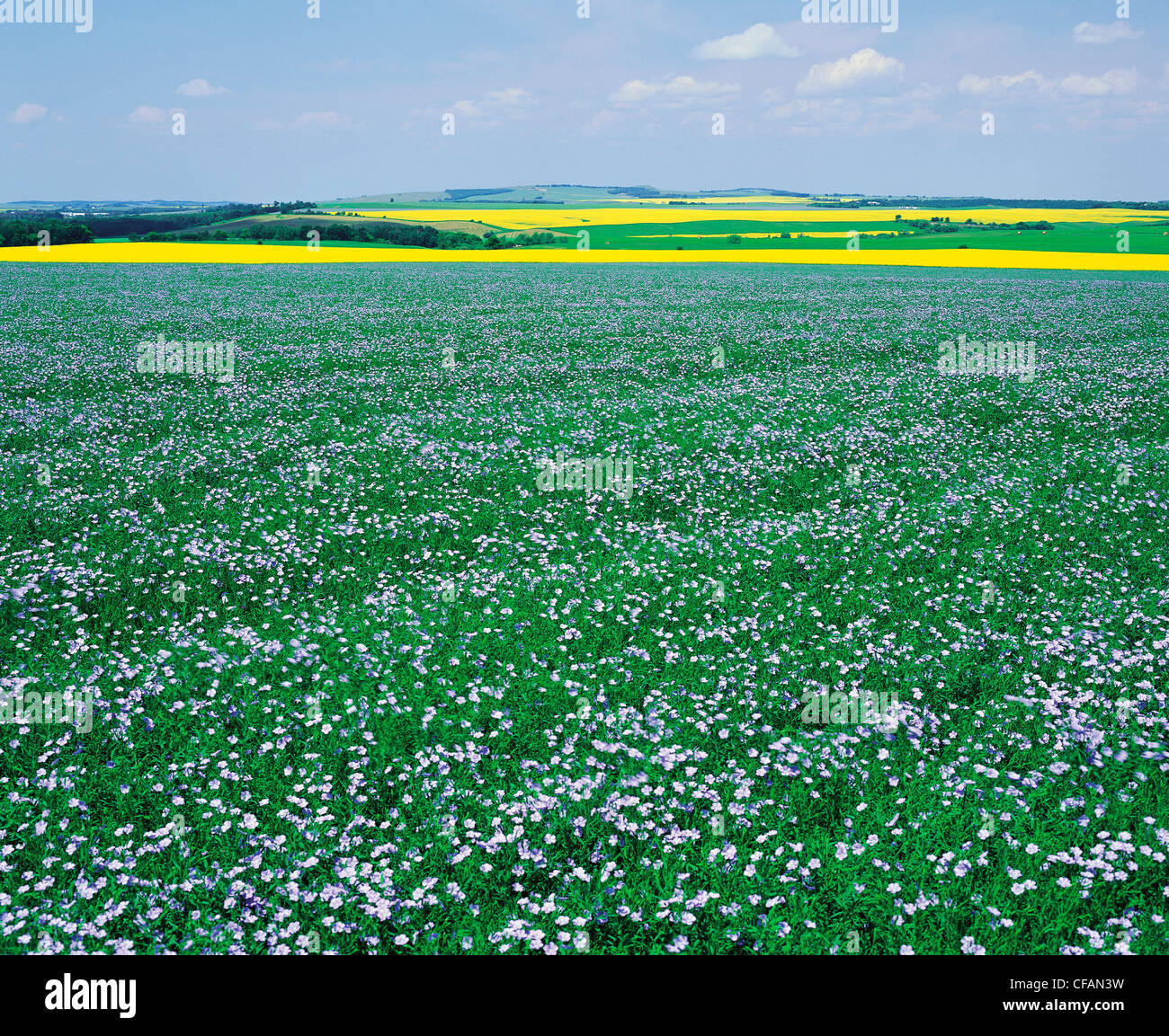 Flowering flax field with canola and grain field patterns in the background, Tiger Hills near Holland, Manitoba, Canada Stock Photo