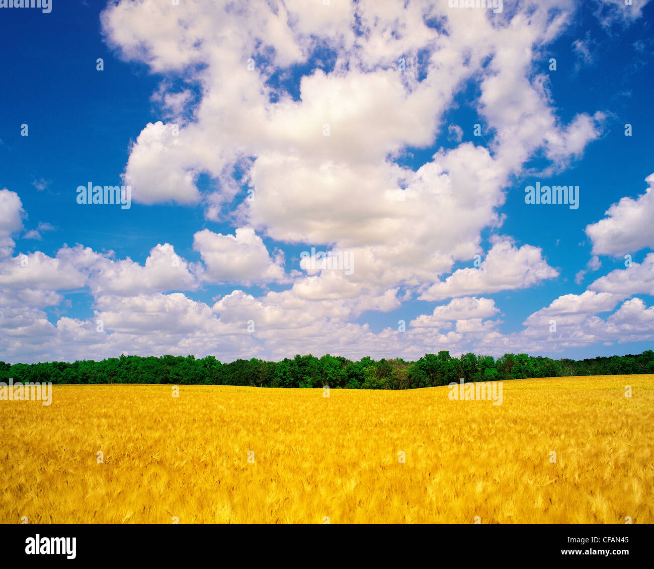 Mature barley crop and sky with cumulus clouds, near Carey, Manitoba, Canada Stock Photo