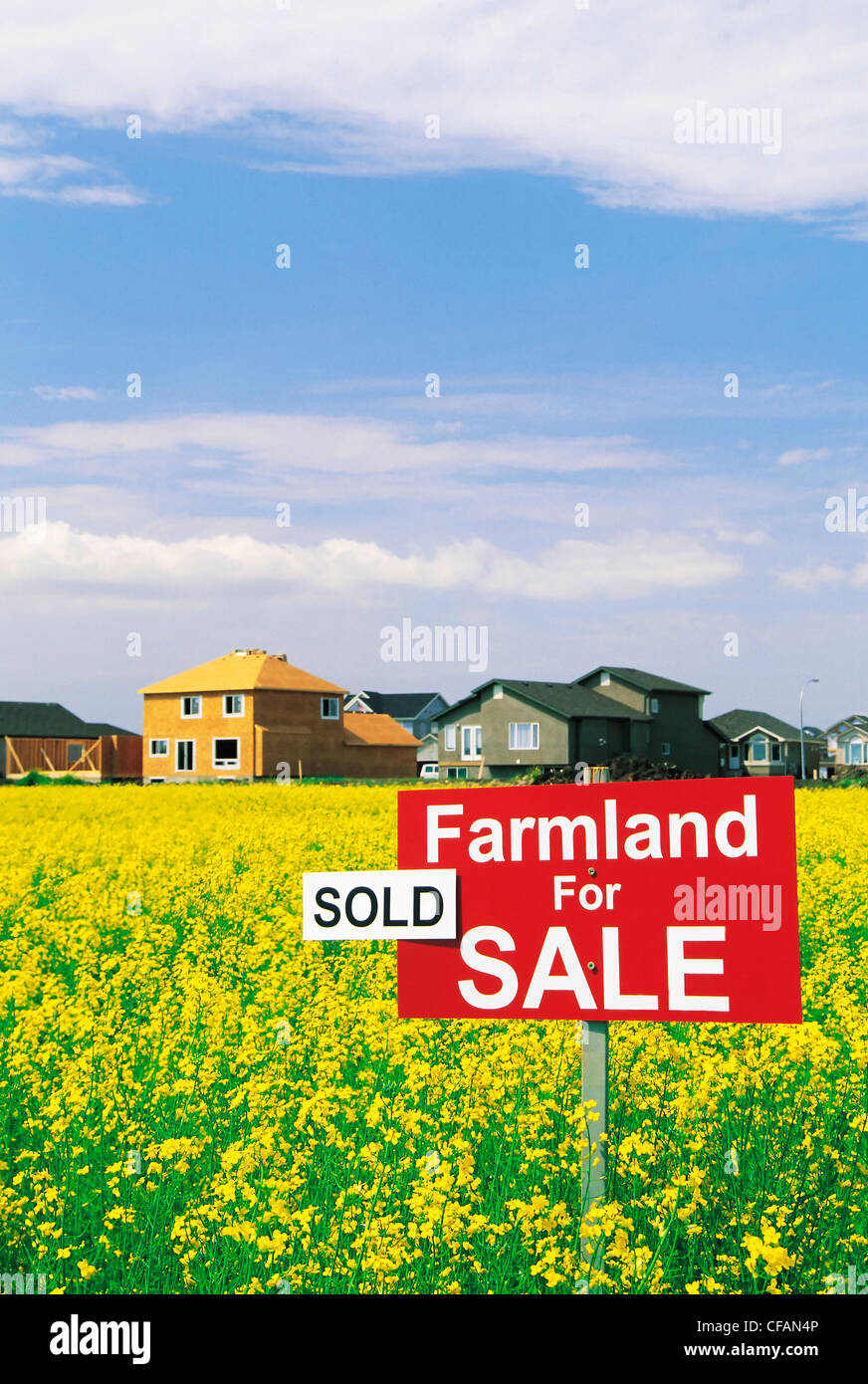 Farmland "For Sale" sign in a blooming canola field with housing