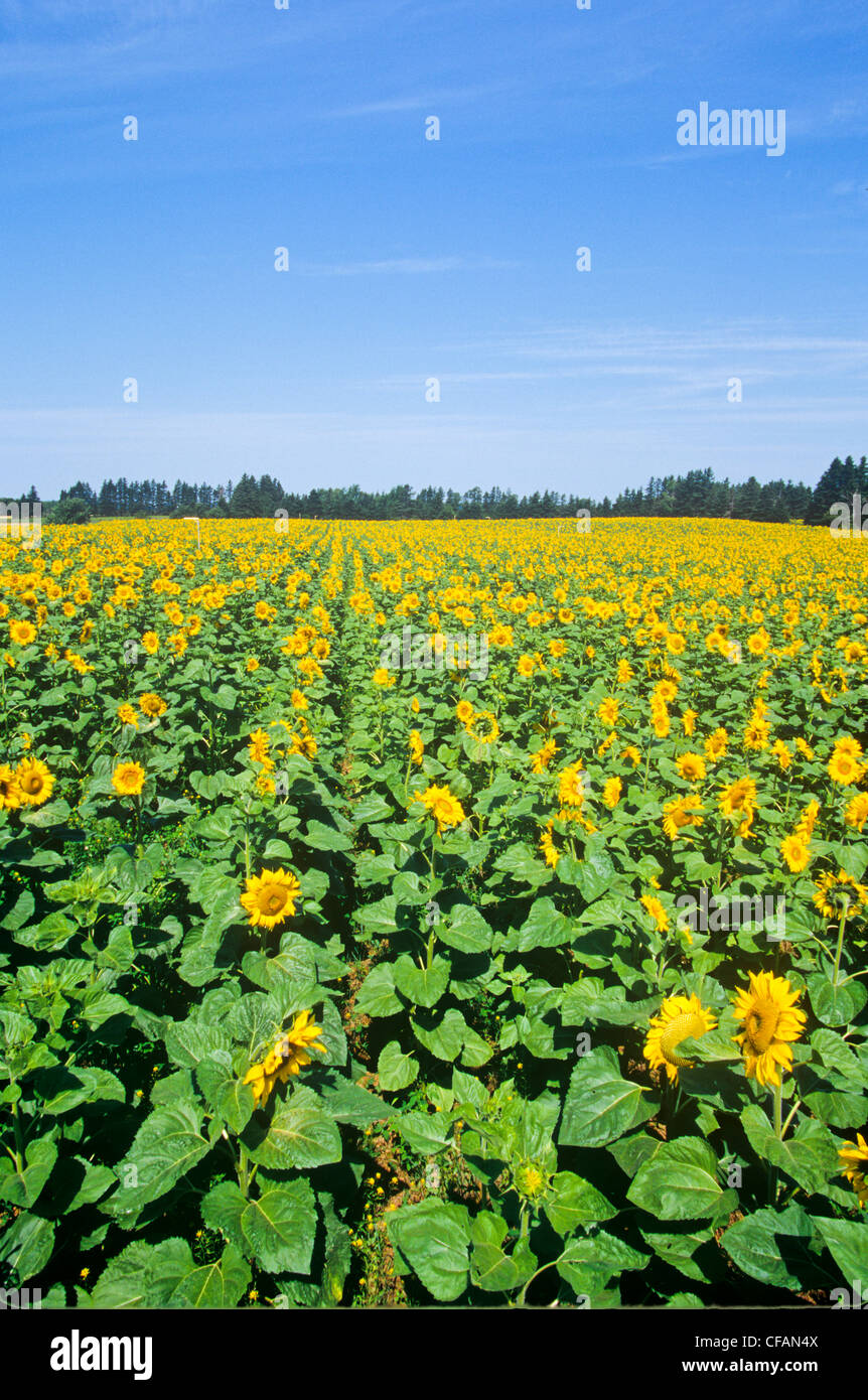 Sunflower (Helianthus annuus) field, New Dominion, Prince Edward Island