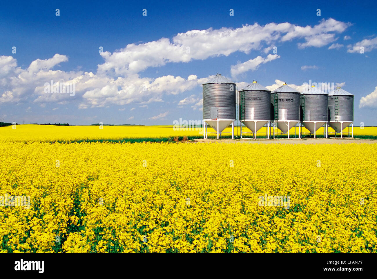 Blooming canola field with grain bins in the background, Tiger Hills, Manitoba, Canada Stock Photo
