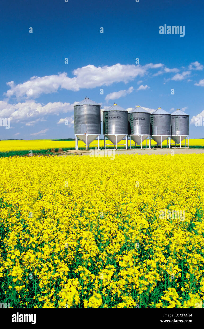 Blooming canola field with grain bins in the background, Tiger Hills, Manitoba, Canada Stock Photo