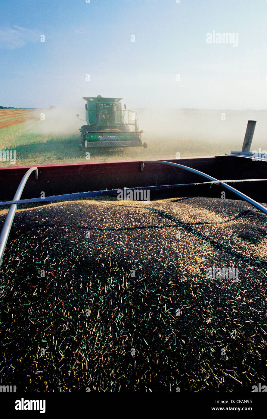 Harvested canola in the back of a farm truck and a combine harvester in the background, near Dugald, Manitoba, Canada Stock Photo