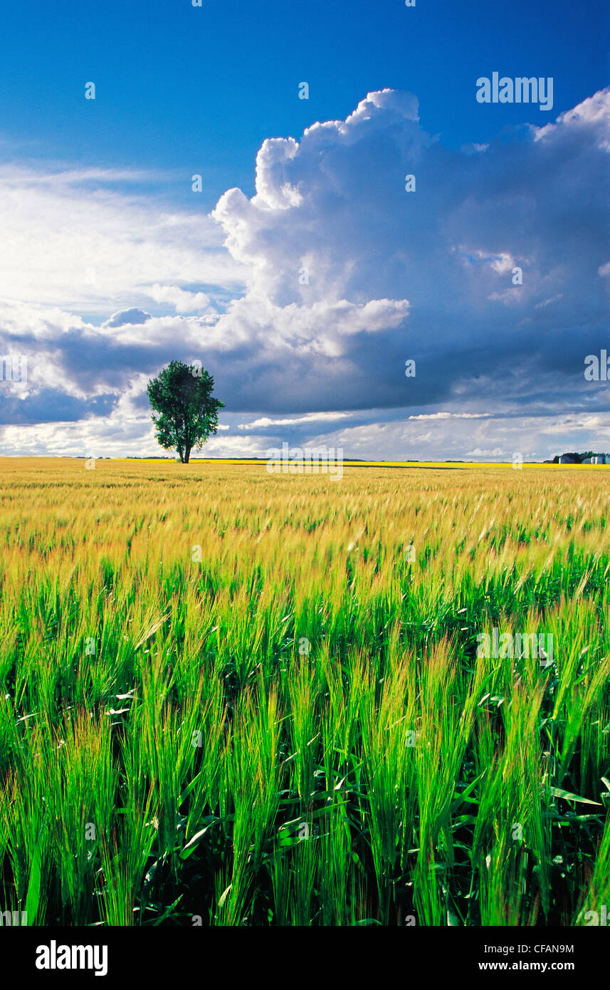 Barley field with cottonwood tree and developing cumulonimbus clouds, near Dugald, Manitoba, Canada Stock Photo