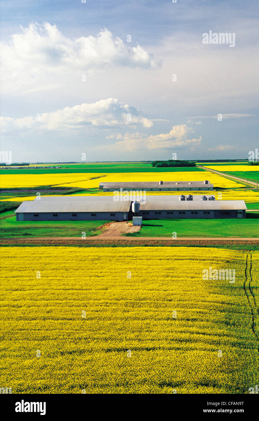 Blooming canola fields with hog barns in the background, near Niverville, Manitoba, Canada Stock Photo