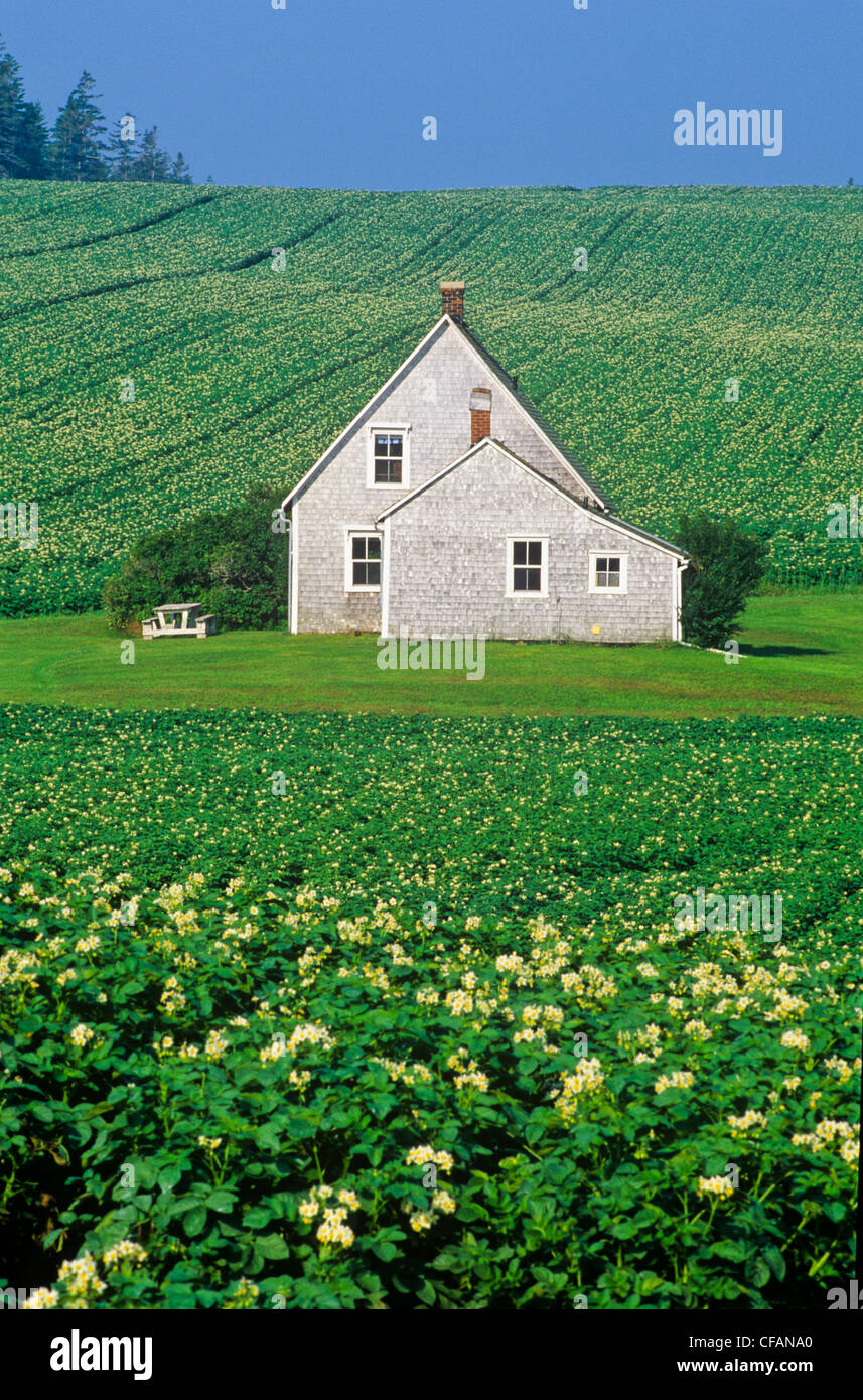 Farm house in potato field in blossom, Long River, Prince Edward Island