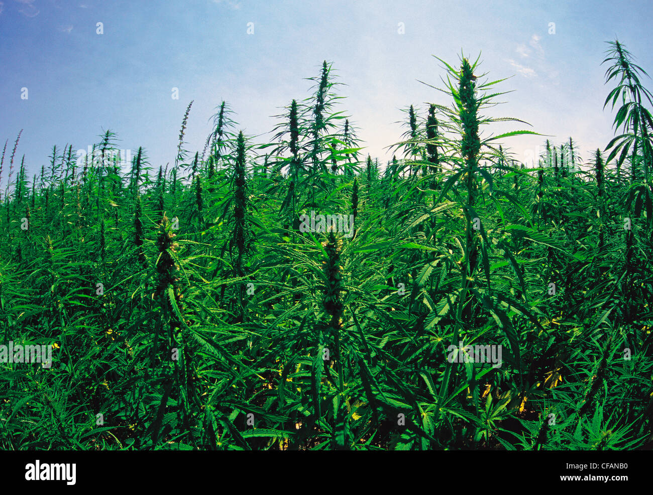 Commercial hemp field near Roland, Manitoba, Canada Stock Photo