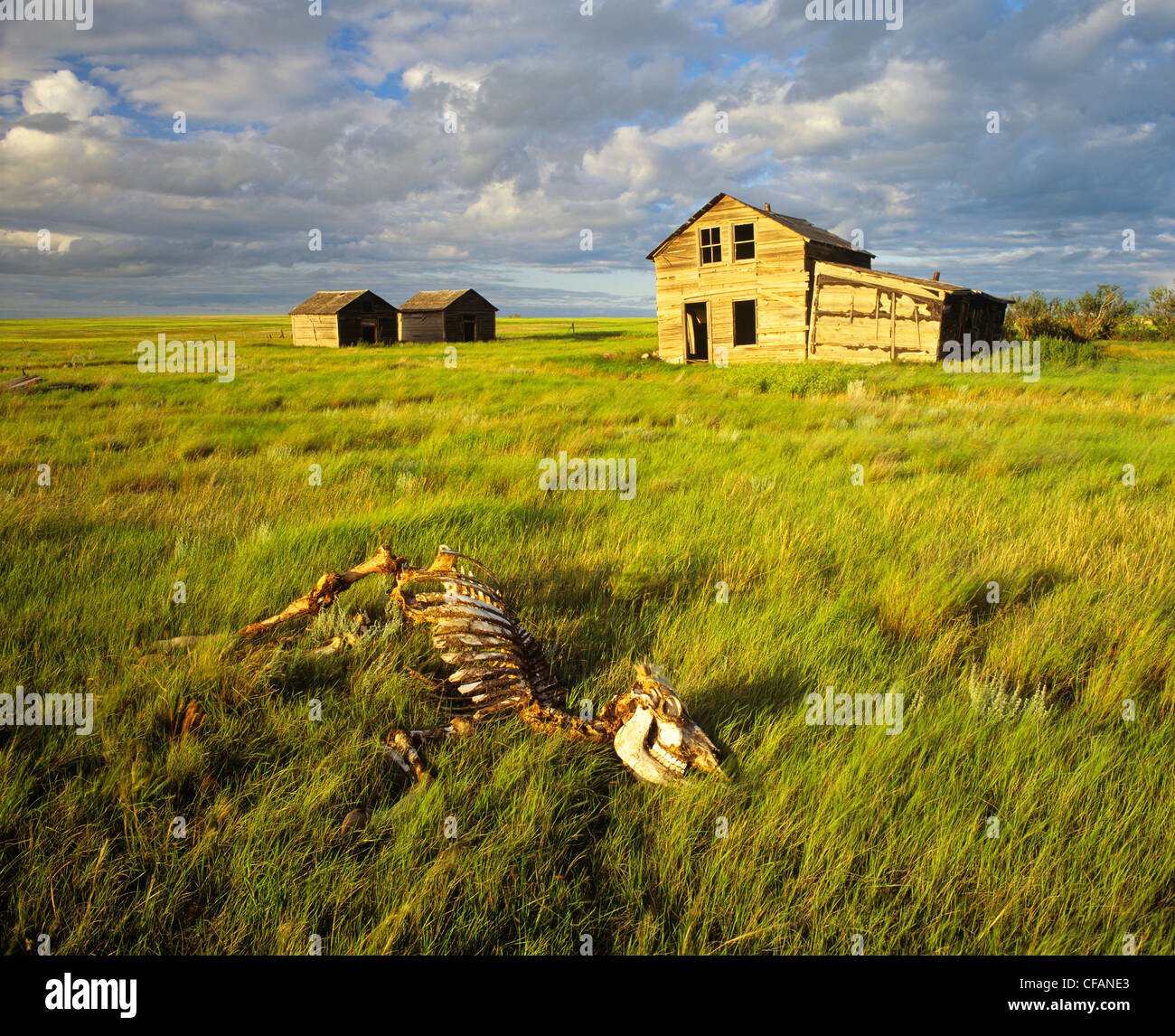 Cow skeleton and abandoned farm near Ponteix, Saskatchewan, Canada Stock Photo