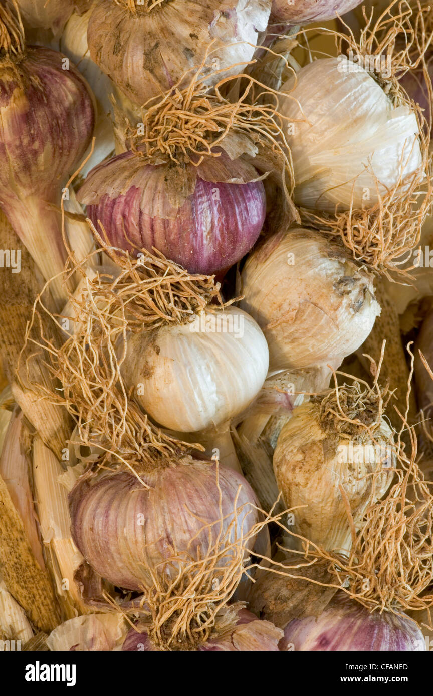 Braid of garlic bulbs. Stock Photo