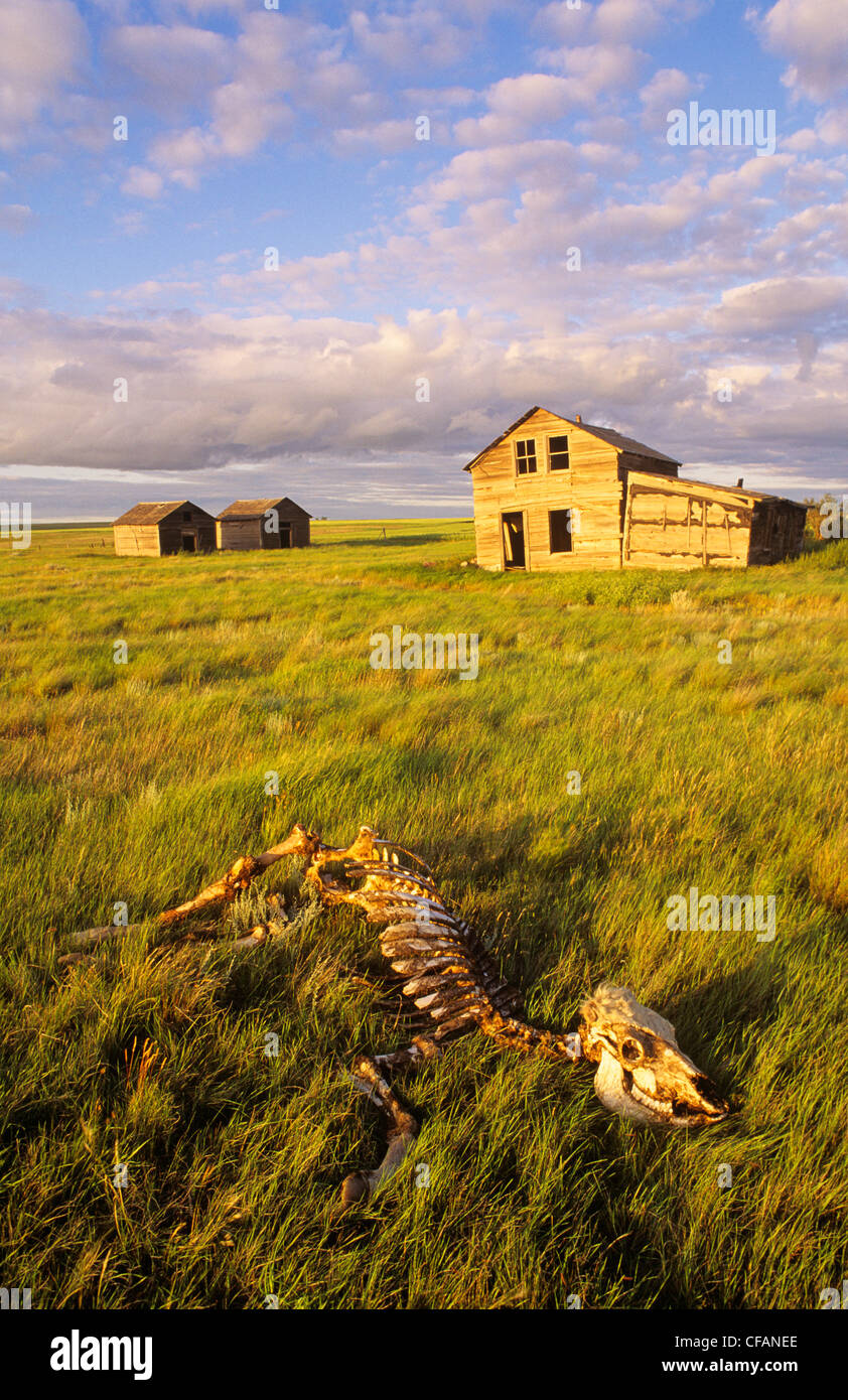 Cow skeleton and abandoned farm near Ponteix, Saskatchewan, Canada Stock Photo