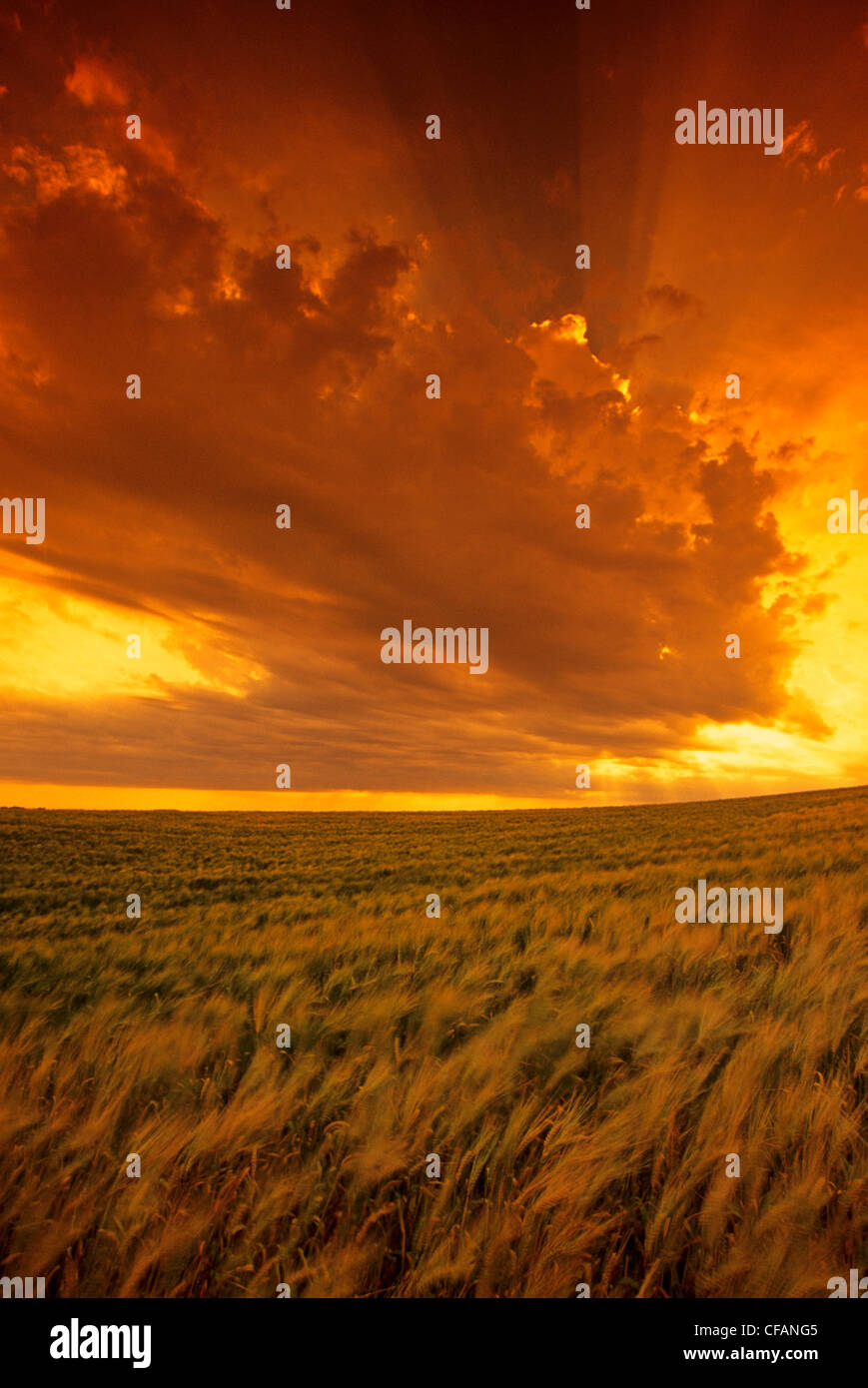 Wind blown barley crop and dramatic sunset sky with developing cumulonimbus clouds, Tiger Hills, Manitoba, Canada Stock Photo