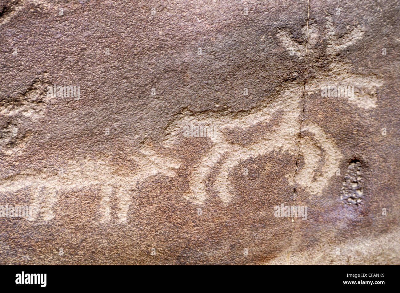 Native petroglyphs of animals, British Columbia, Canada Stock Photo