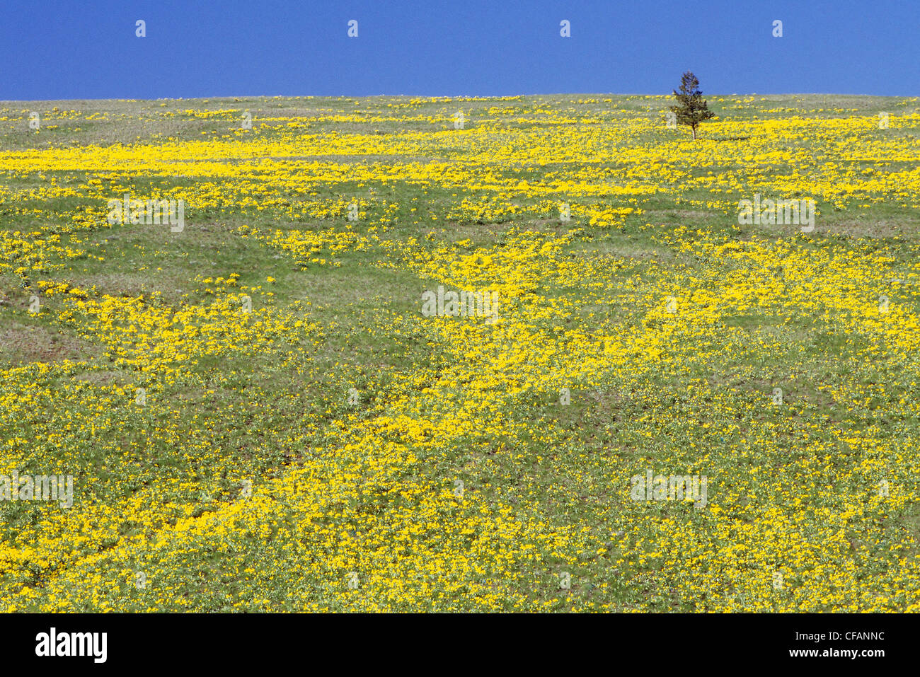 Balsamroot flowers in Junction Sheep Range Provincial Park in the grasslands of British Columbia, Canada Stock Photo