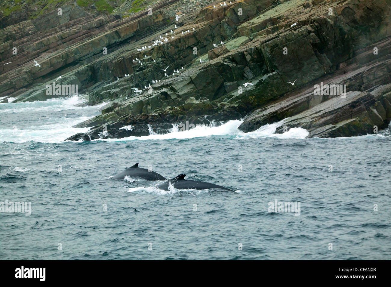 Two breaching Humpback Whales (Megaptera novaeangliae) in Witless Bay Ecological Reserve, Newfoundland and Labrador, Canada. Stock Photo