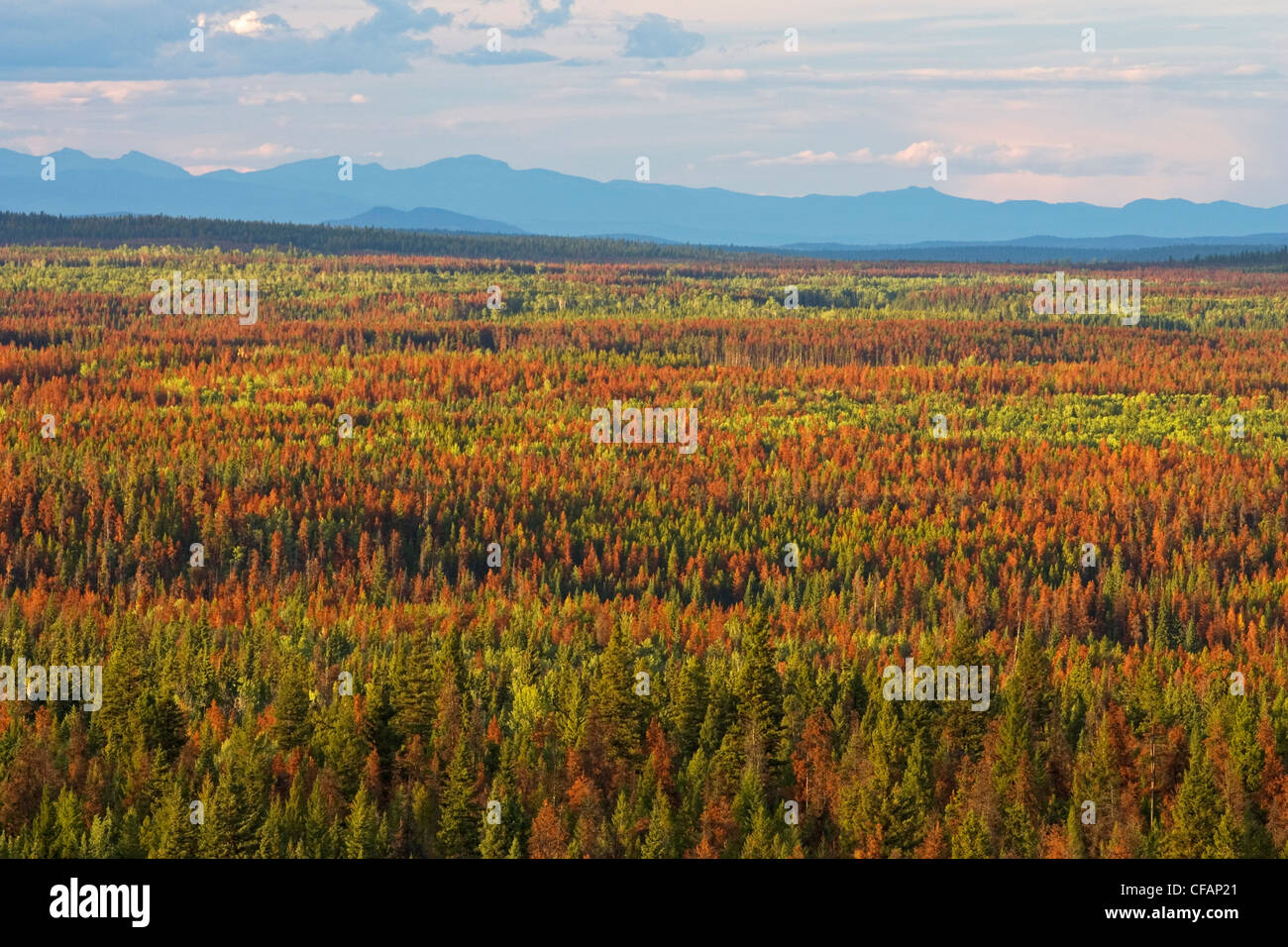 Aerial view of mountain pine beetle infestation in the Cariboo region of British Columbia, Canada Stock Photo