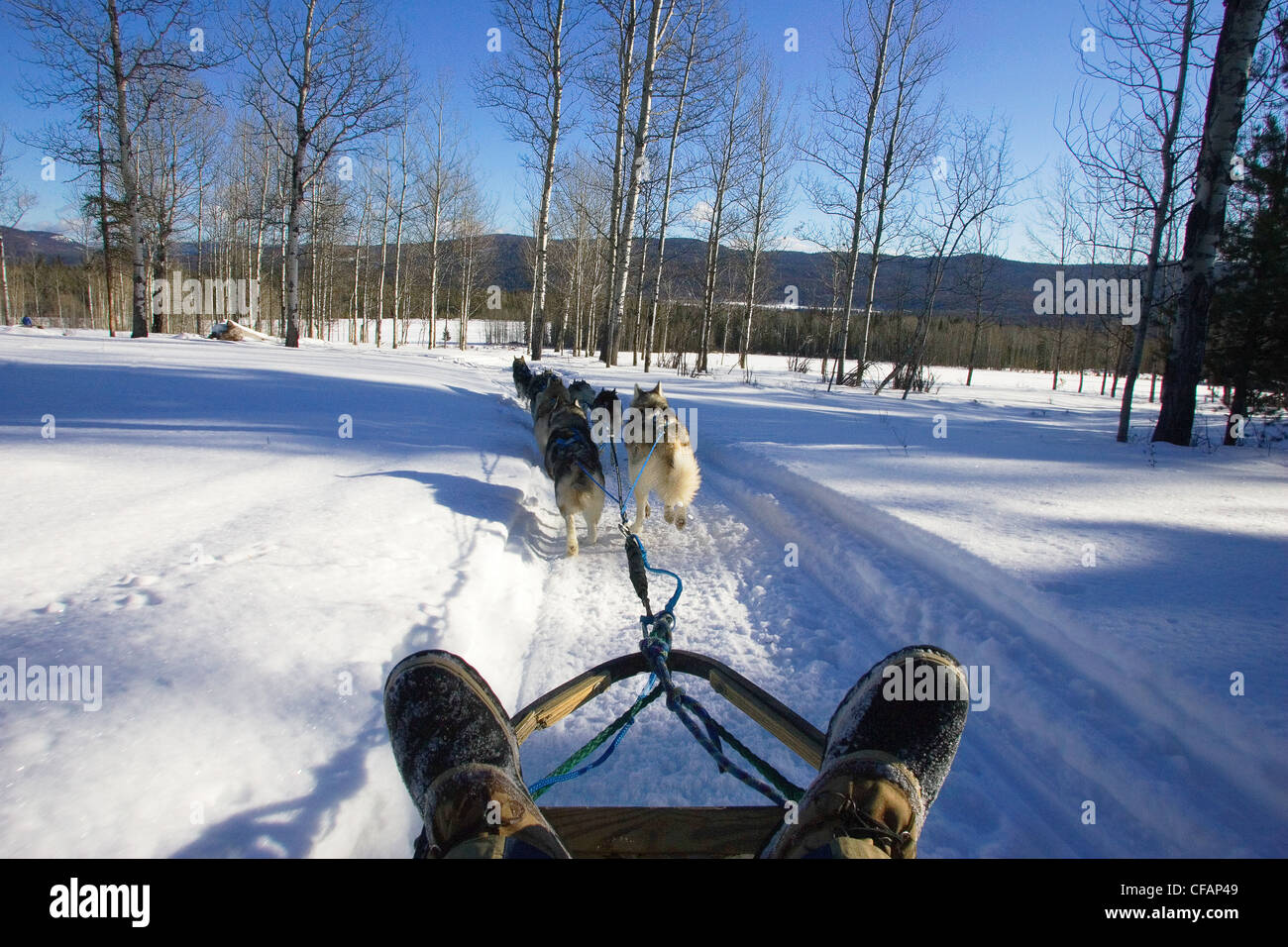 sled dog booties canada