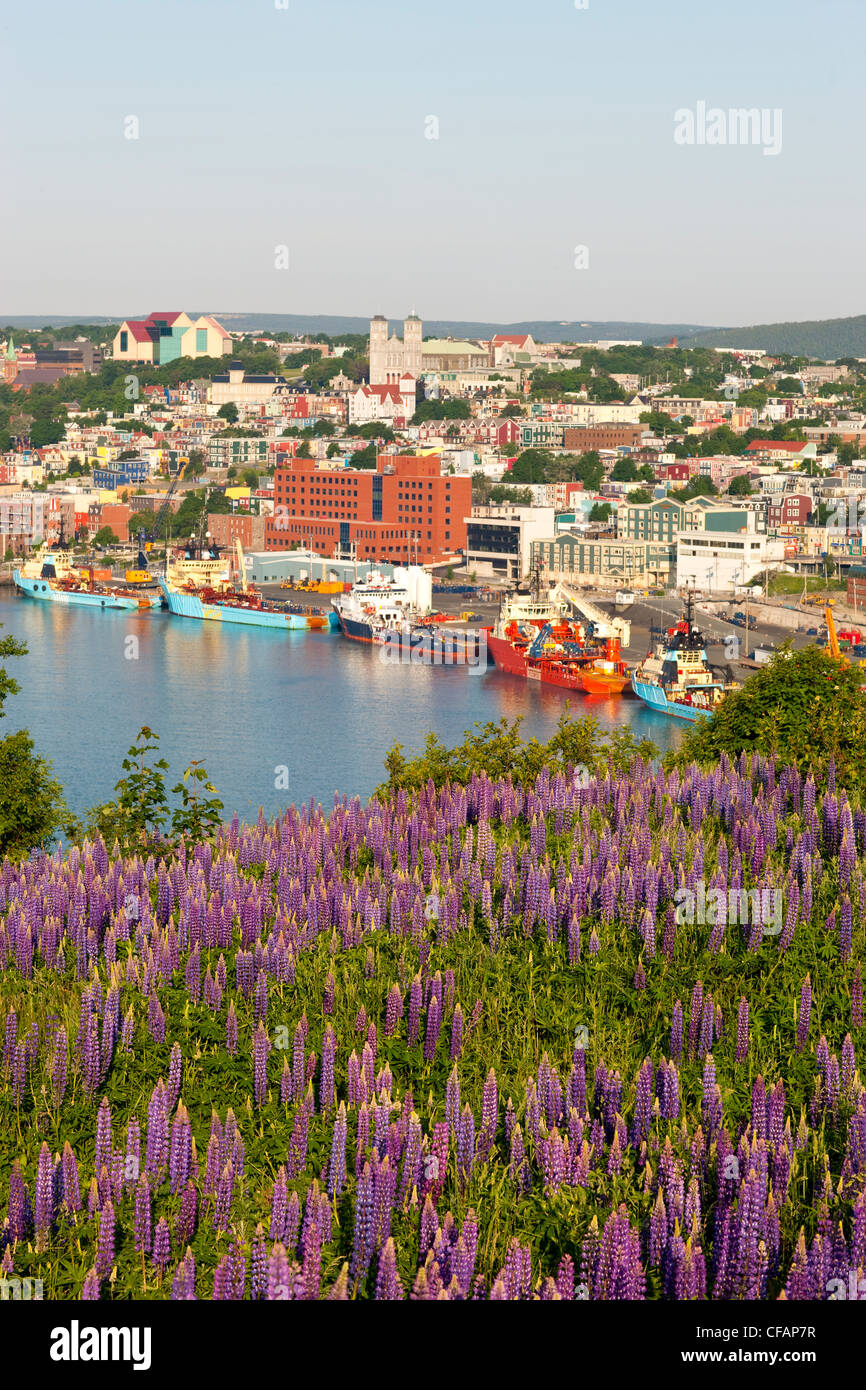 View St John's Harbour lupines Lupinus perennis Stock Photo