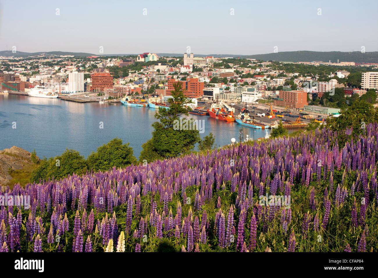 View St John's Harbour lupines Lupinus perennis Stock Photo