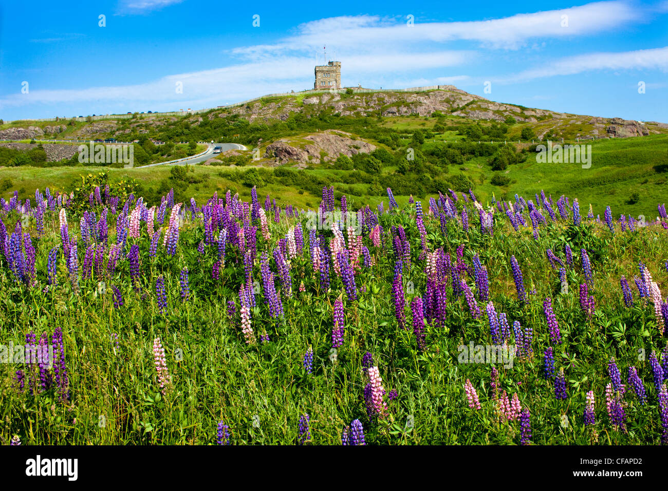 View Cabot Tower lupines Lupinus perennis Stock Photo