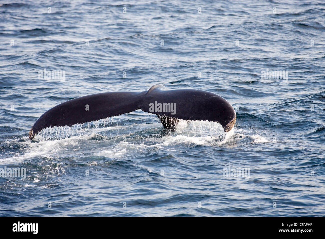 Labrador Sea Whale High Resolution Stock Photography and Images - Alamy