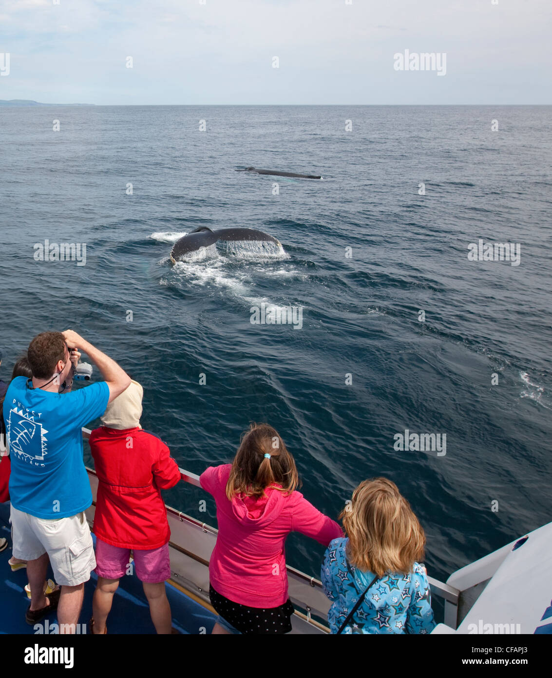 Whale watchers viewing Humpback Whale Stock Photo