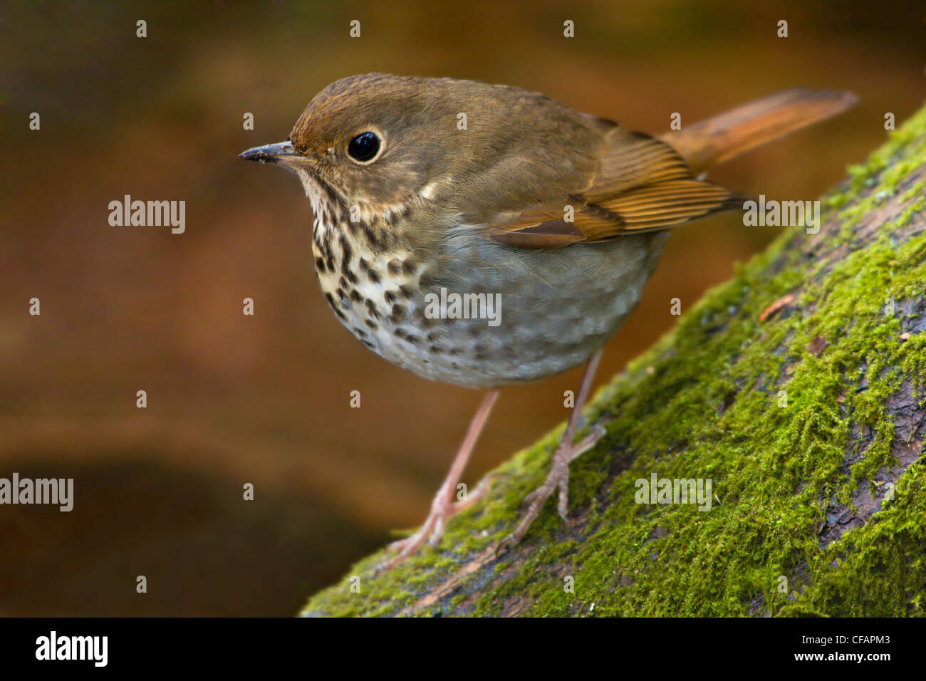 Close-up of Hermit thrush (Catharus guttatus) perched on a mossy tree in Victoria, Vancouver Island, British Columbia, Canada Stock Photo