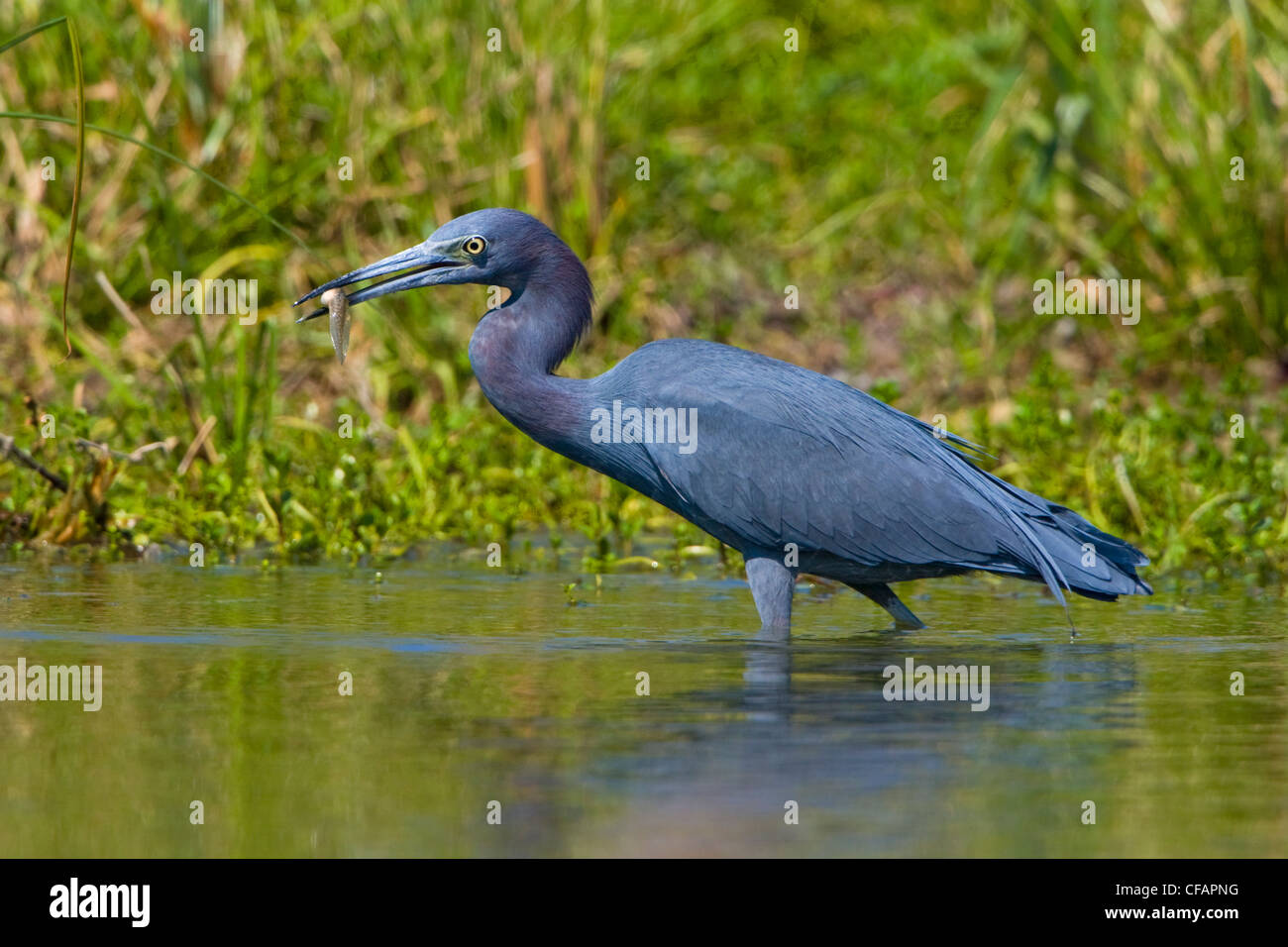 Little blue heron Egrettcaerulea wading shallow Stock Photo