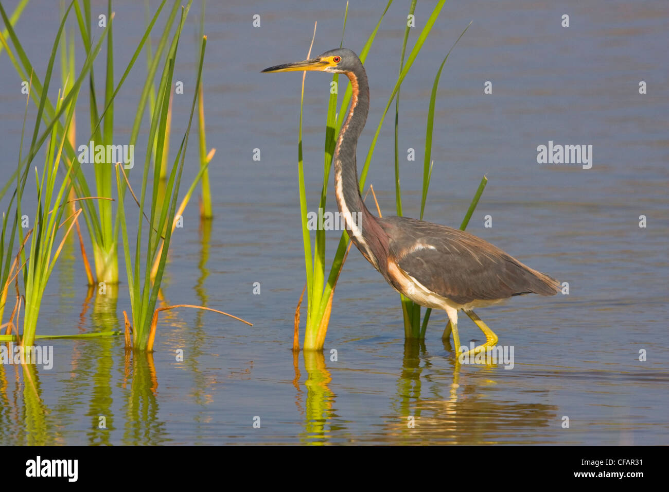 Tricolored heron (Egretta tricolor) wading in shallow water at Estero Llano Grande State Park in Texas, USA Stock Photo