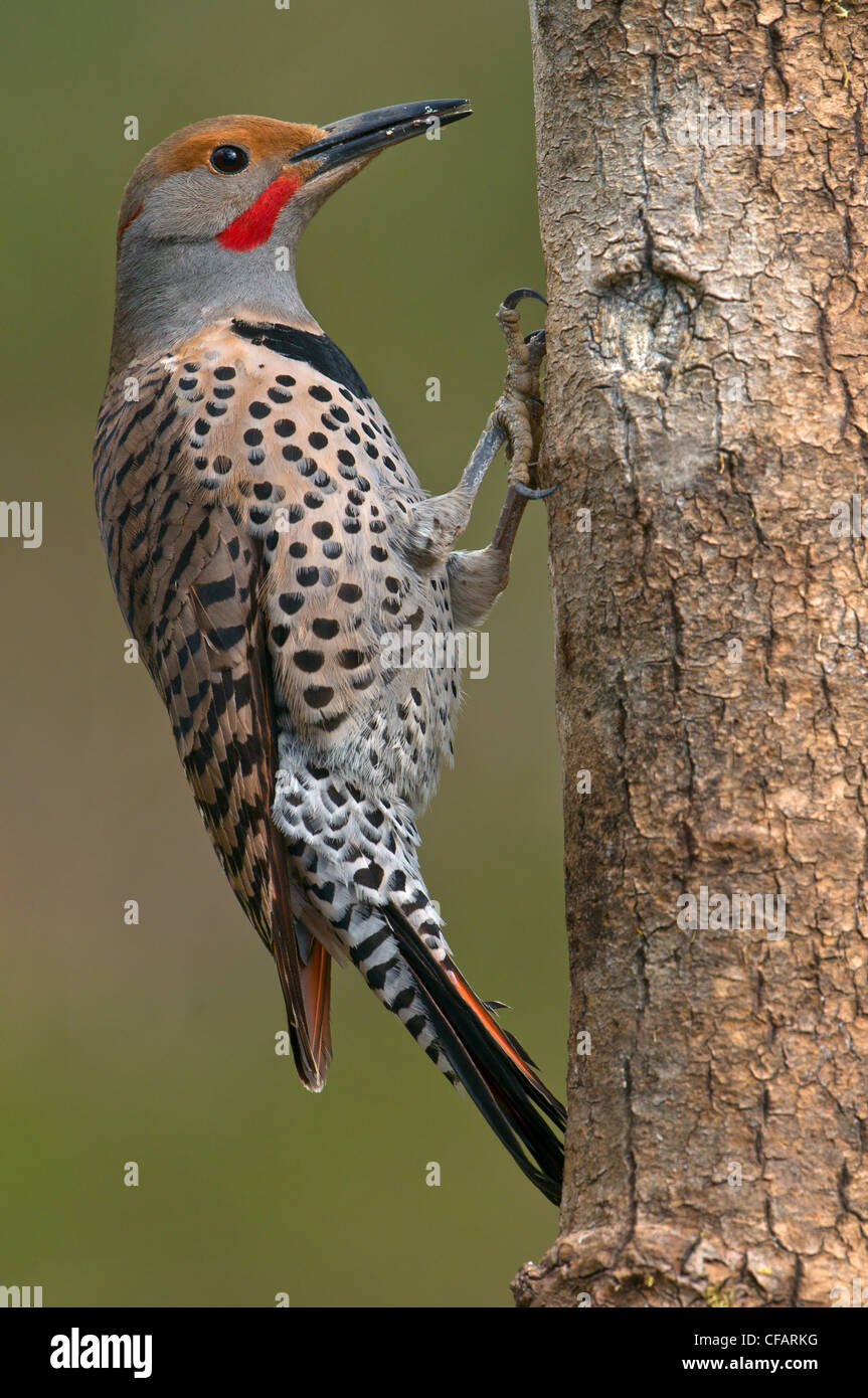 Northern Flicker (Colaptes auratus) perched on tree in Victoria, Vancouver Island, British Columbia, Canada Stock Photo