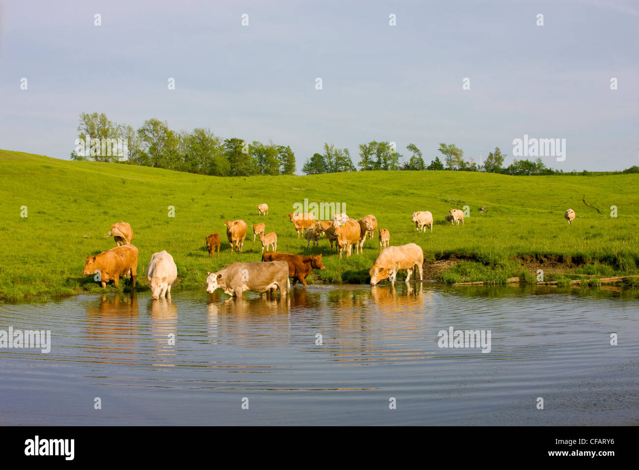 Cattle drinking from a pond near Millbrook, Ontario, Canada. Stock Photo