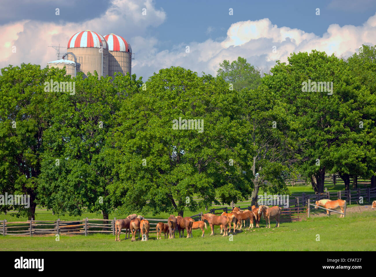 Haflinger horses with silos in the background, Sidney, Ontario, Canada. Stock Photo
