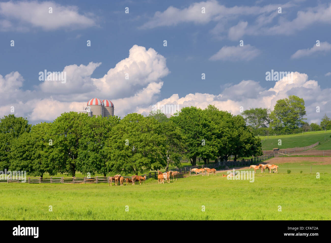 Haflinger horses with silos in the background, Sidney, Ontario, Canada. Stock Photo