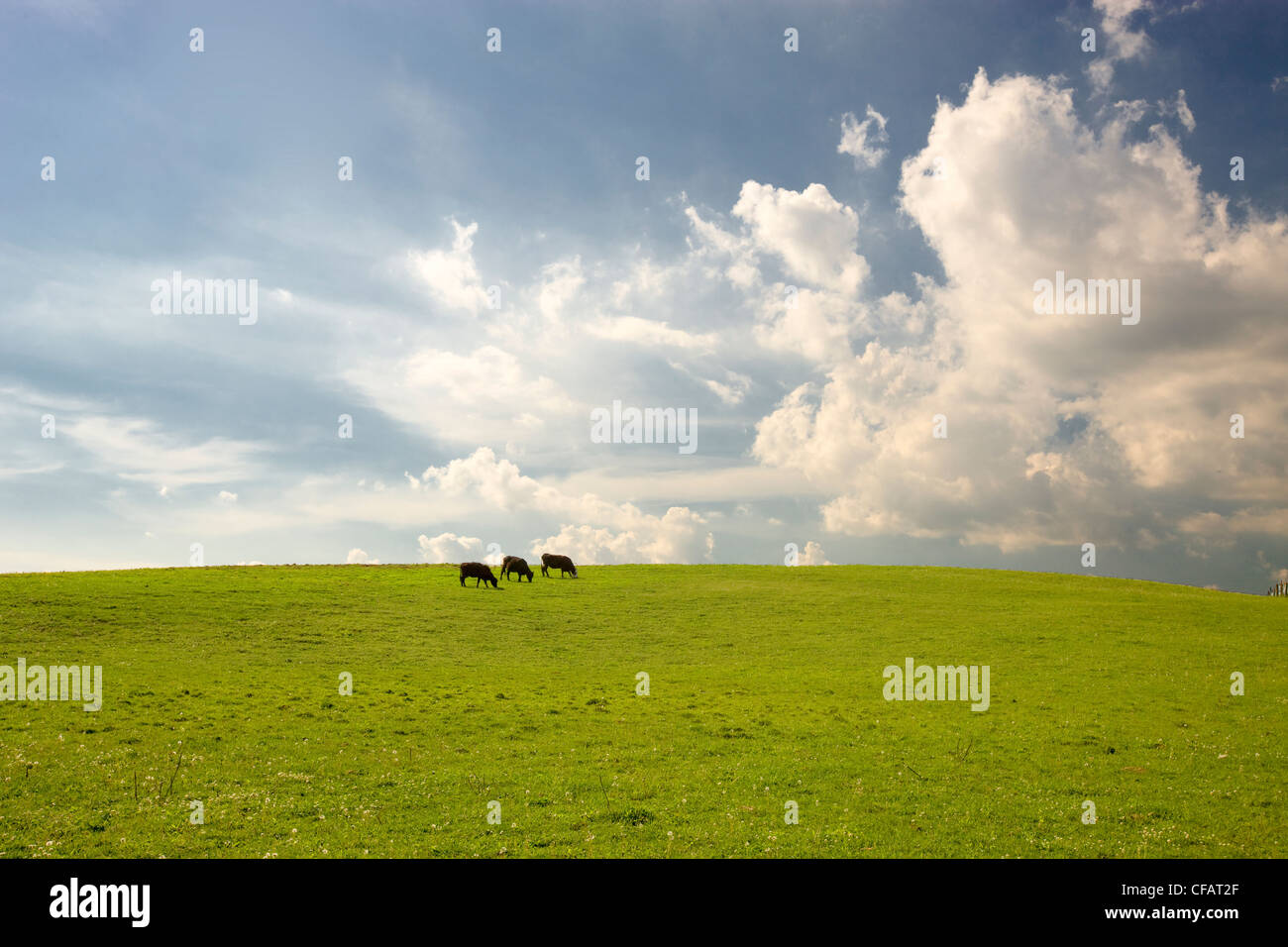 Cattle grazing in a field, Sidney, Ontario, Canada. Stock Photo